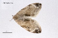 藏品(灰白毒蛾)的圖片